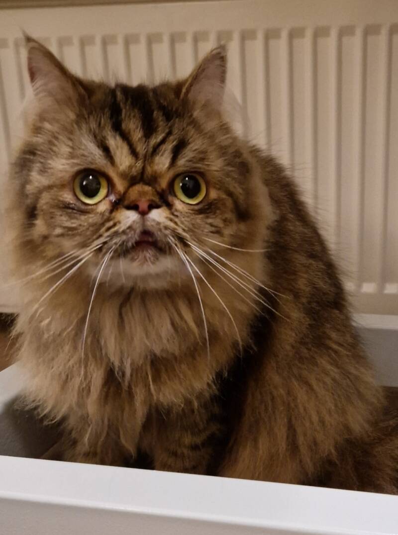 Exotic,  katten trimsalon Leek, Groningen