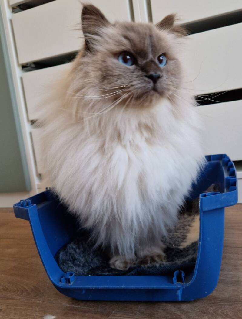 kruising ragdoll en Britse langhaar, katten trimsalon Leek, Groningen