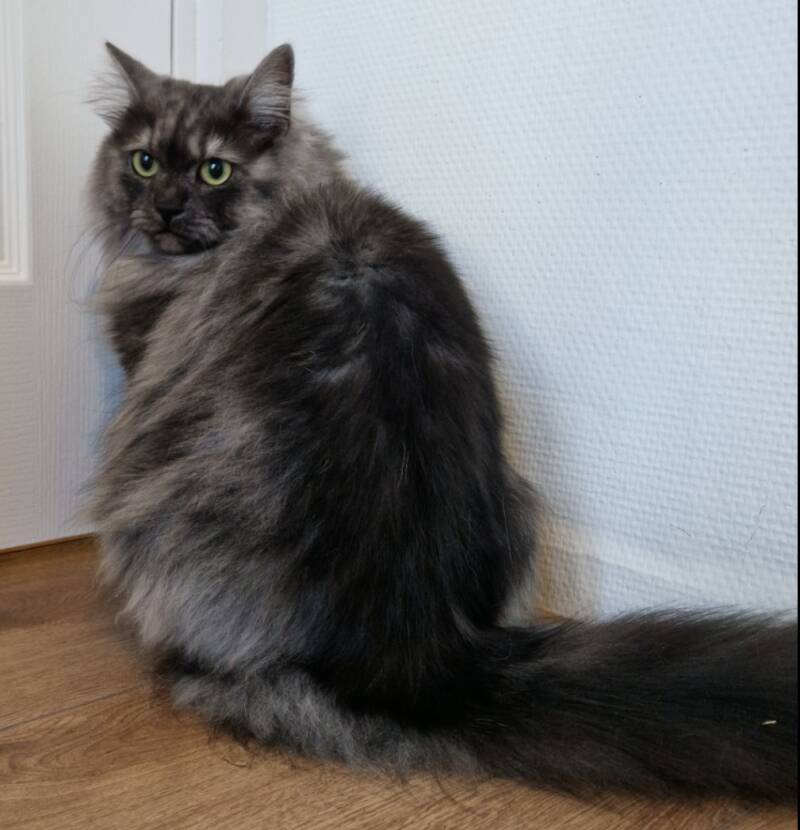 kruising verschillende raskatten, trimsalon Leek, Groningen