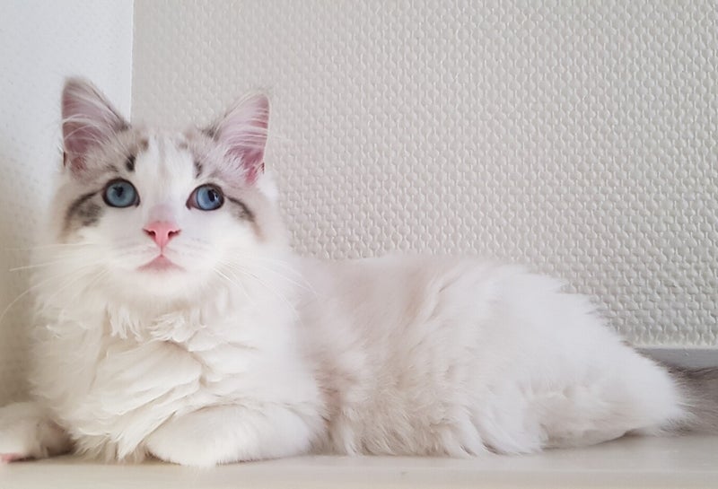 Kittens trimsalon leeuwarden