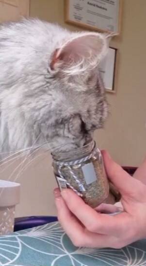 kat geeft aan tijgermix lekker te vinden, katten trimsalon Leek, Groningen