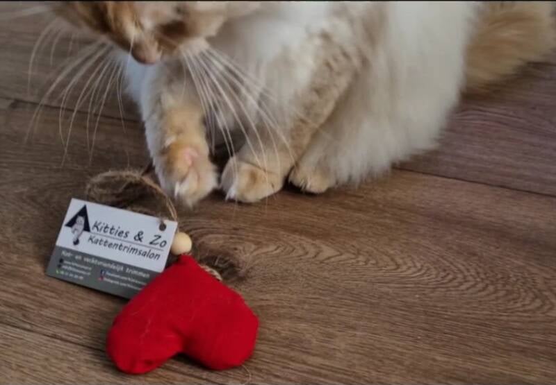 Knuffelactie voor de kat - valentijn 2023