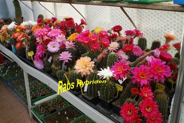 300 Echinopsis Samen  MIX