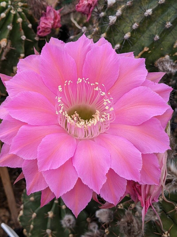 Cabaret EH Schick, 54