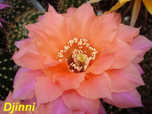 EH Djinni x Dark Melody