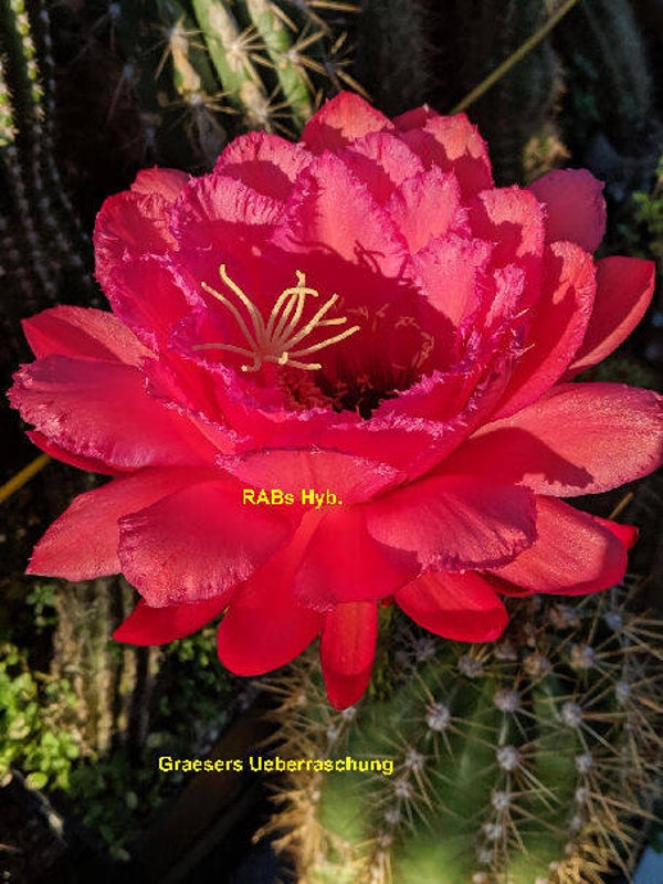 Gräsers Überraschung TH 37