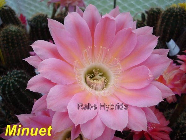 Minuet EH Schick, 58