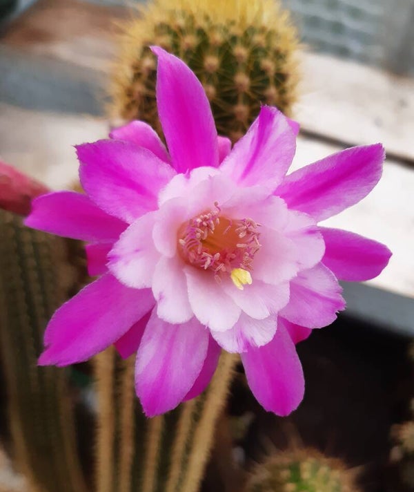 Otto Schulz, HWH 076