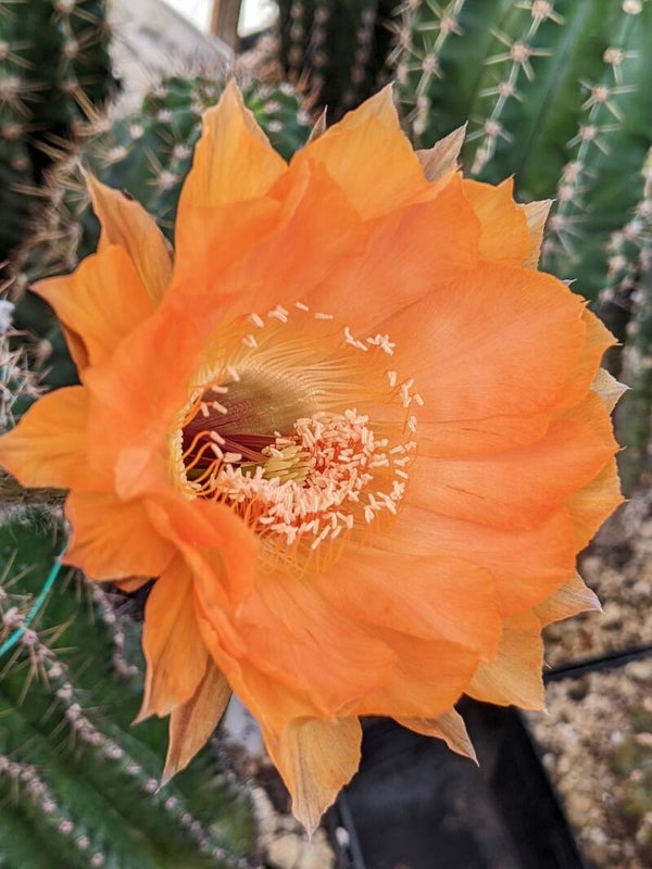 Samantha Smith EH, 31