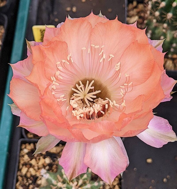 Sleeping Beauty, EH 339