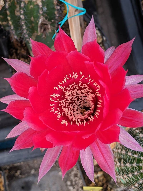 Temptress EH Schick, 53