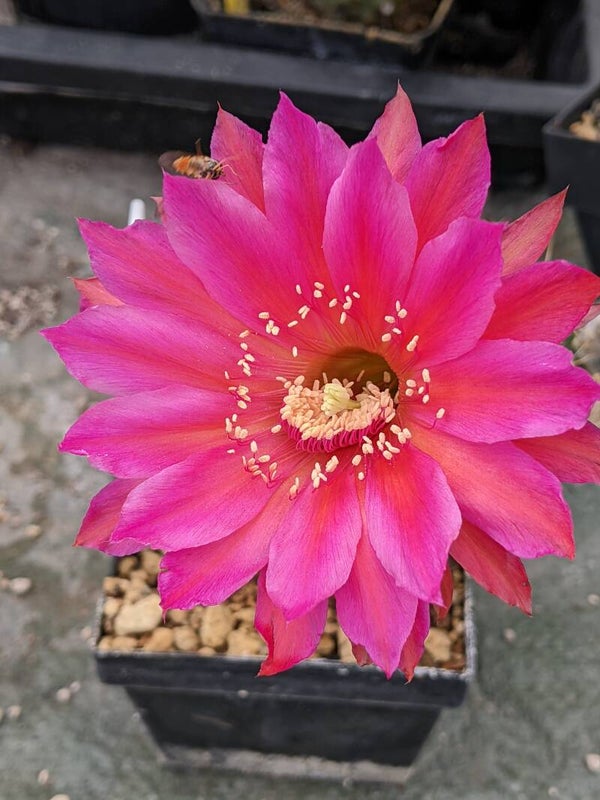 Windigo Eh Schick, 69