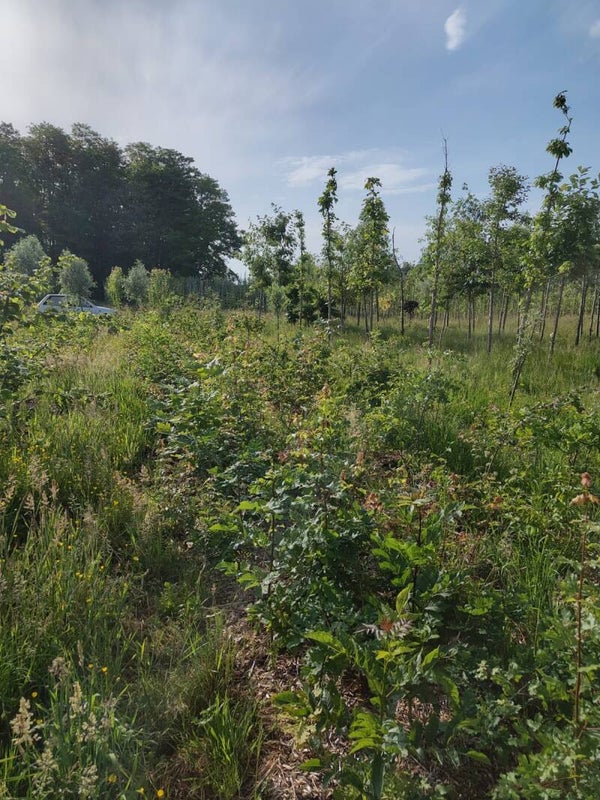 Minibosje kleigrond 25m2 (Eigen oogst, niet gecertificeerd)