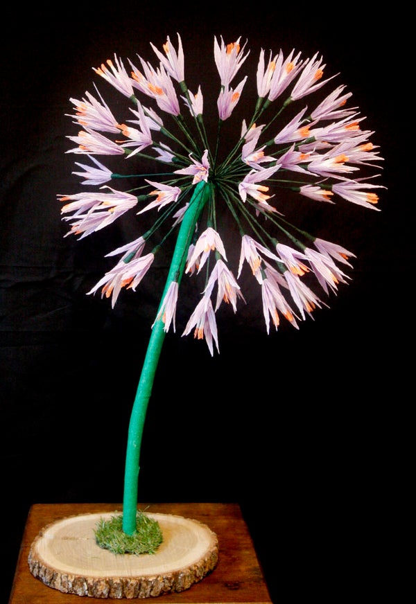 Allium