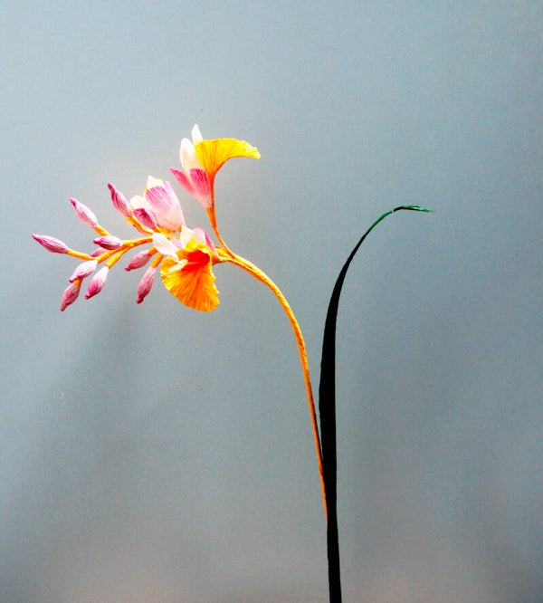 Alpinia