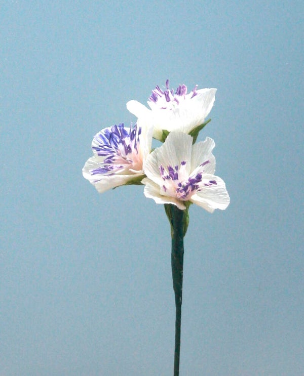 Blanca