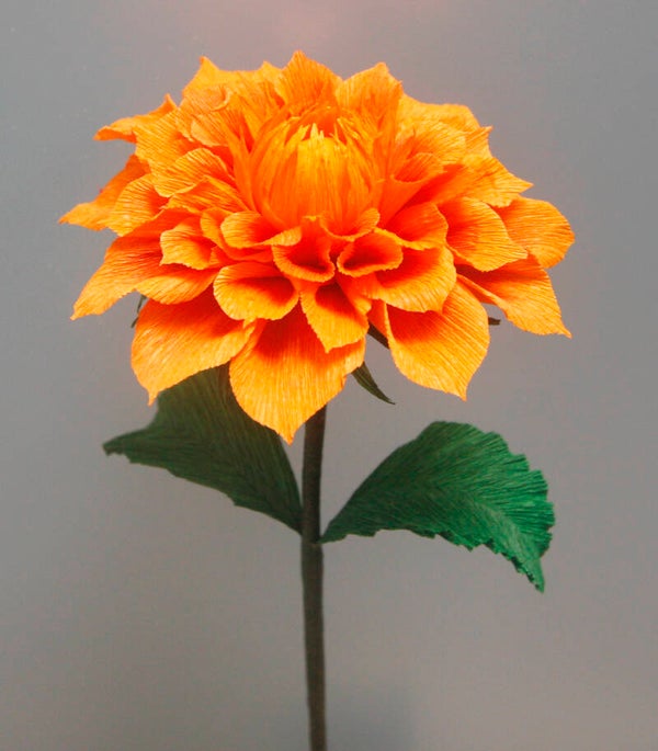 Dahlia