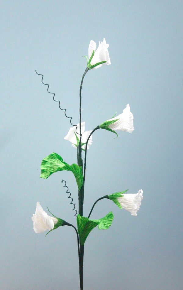 Lathyrus wit
