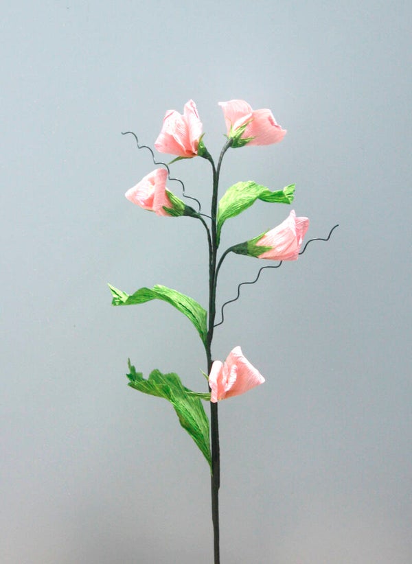 Lathyrus roze
