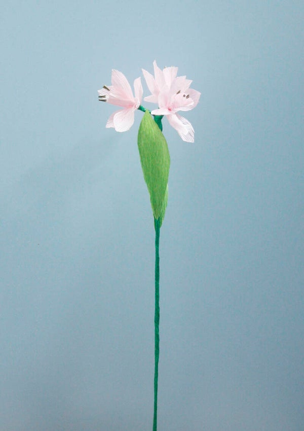 Narcisse