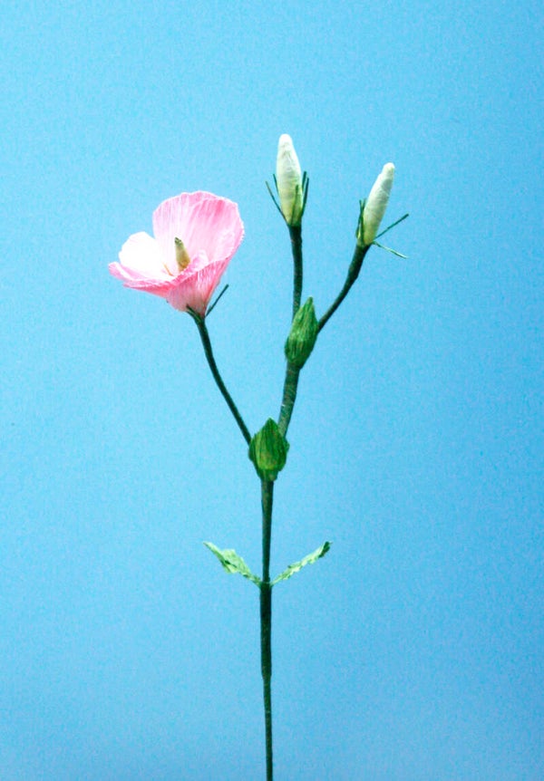 Lisianthus (1 bloem, 2 knoppen)