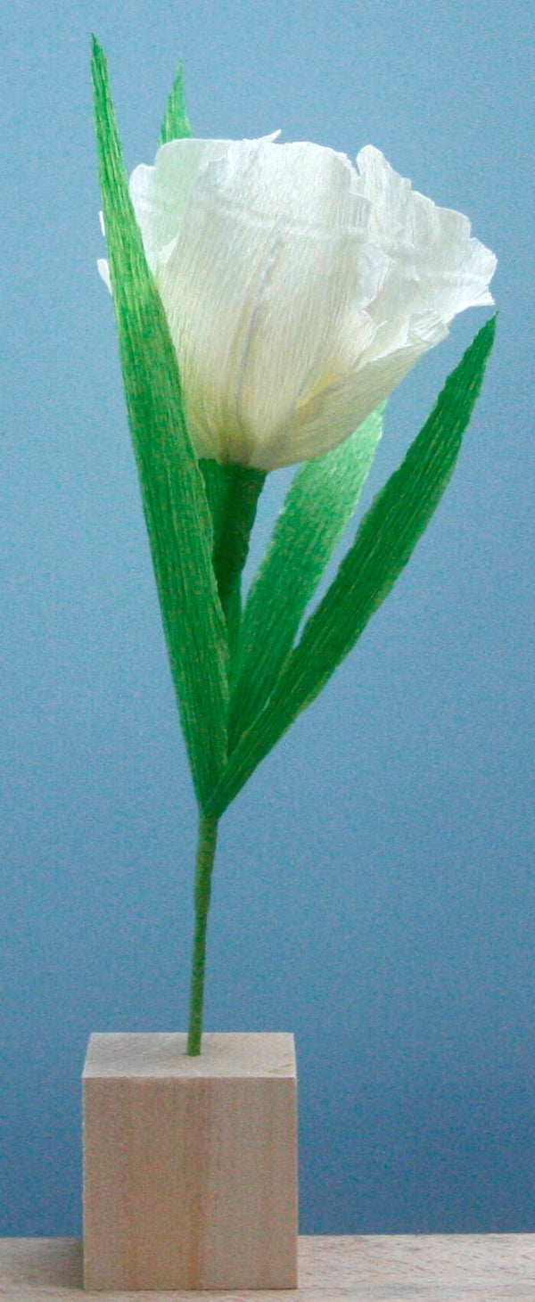 Tulp crèmewit (klein)