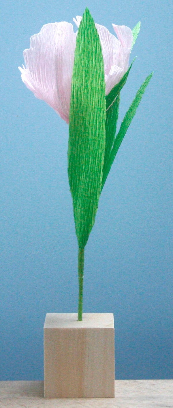 Tulp lichtroze (klein)