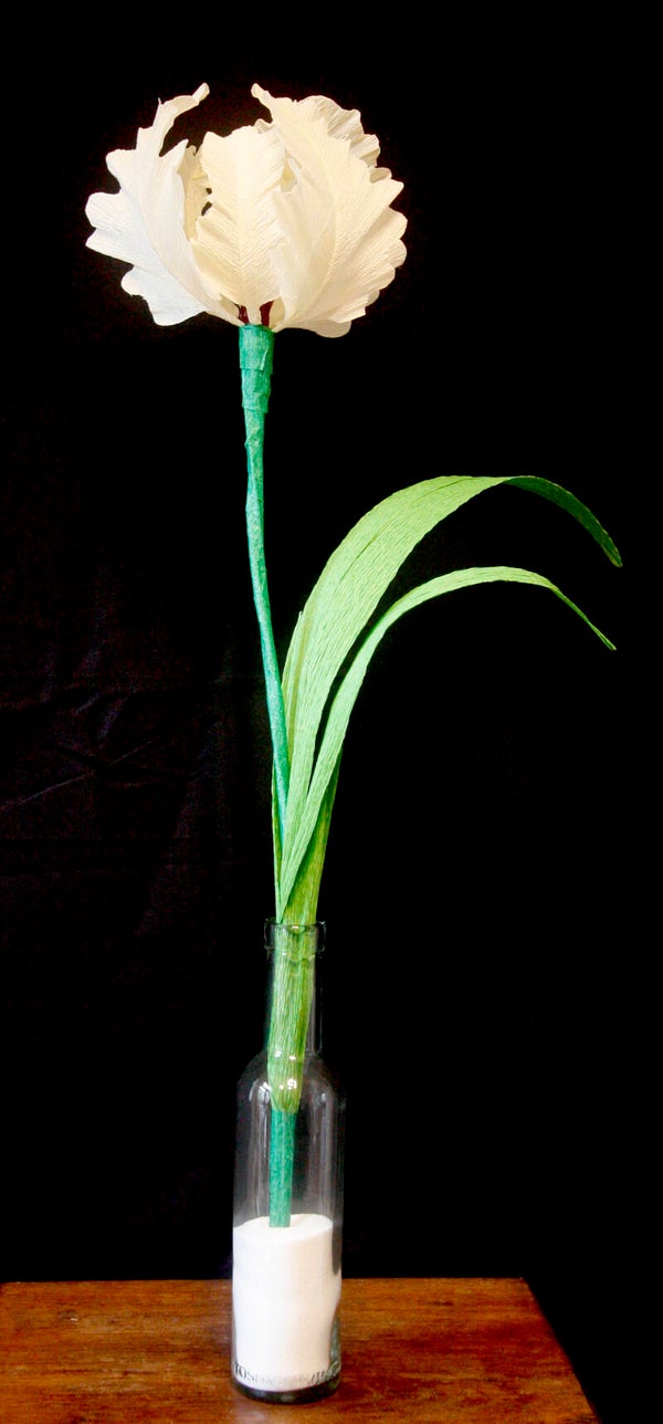 Tulp crèmewit (medium)