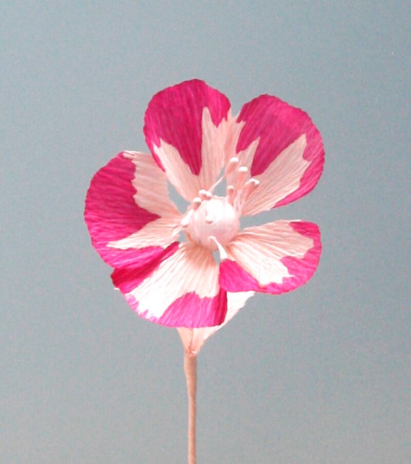 Perle