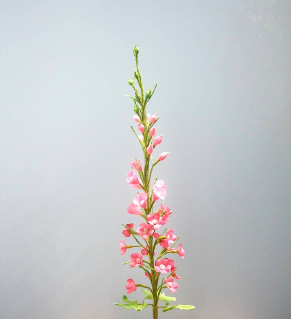 Ridderspoor roze