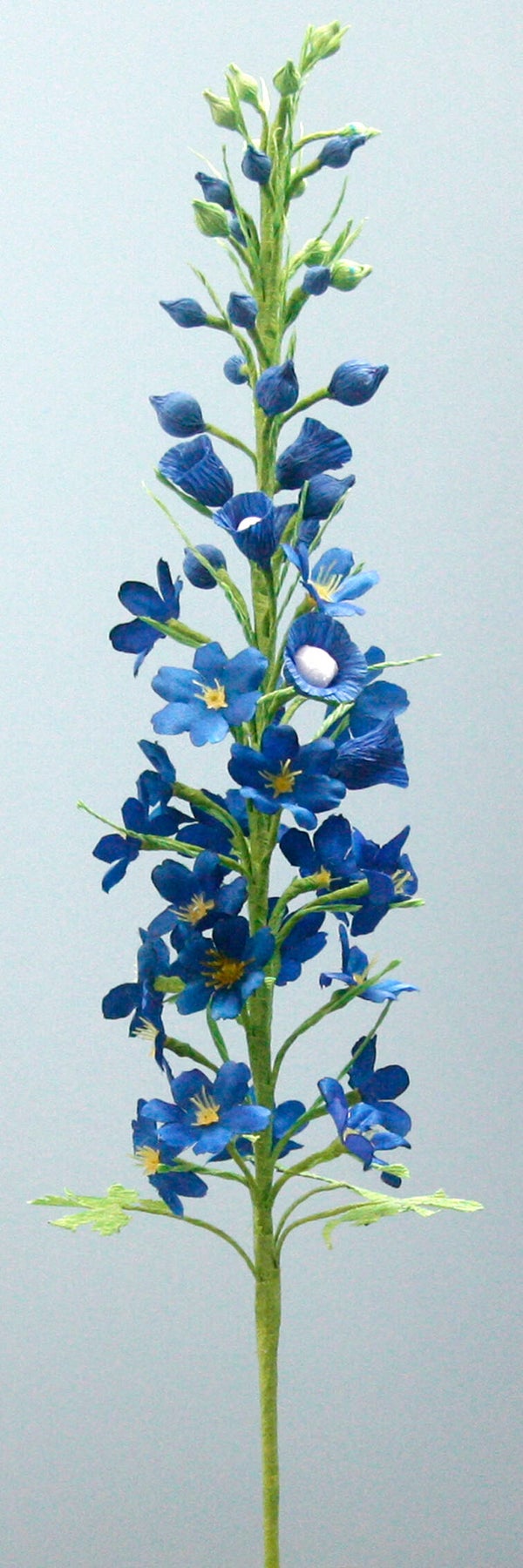 Ridderspoor blauw