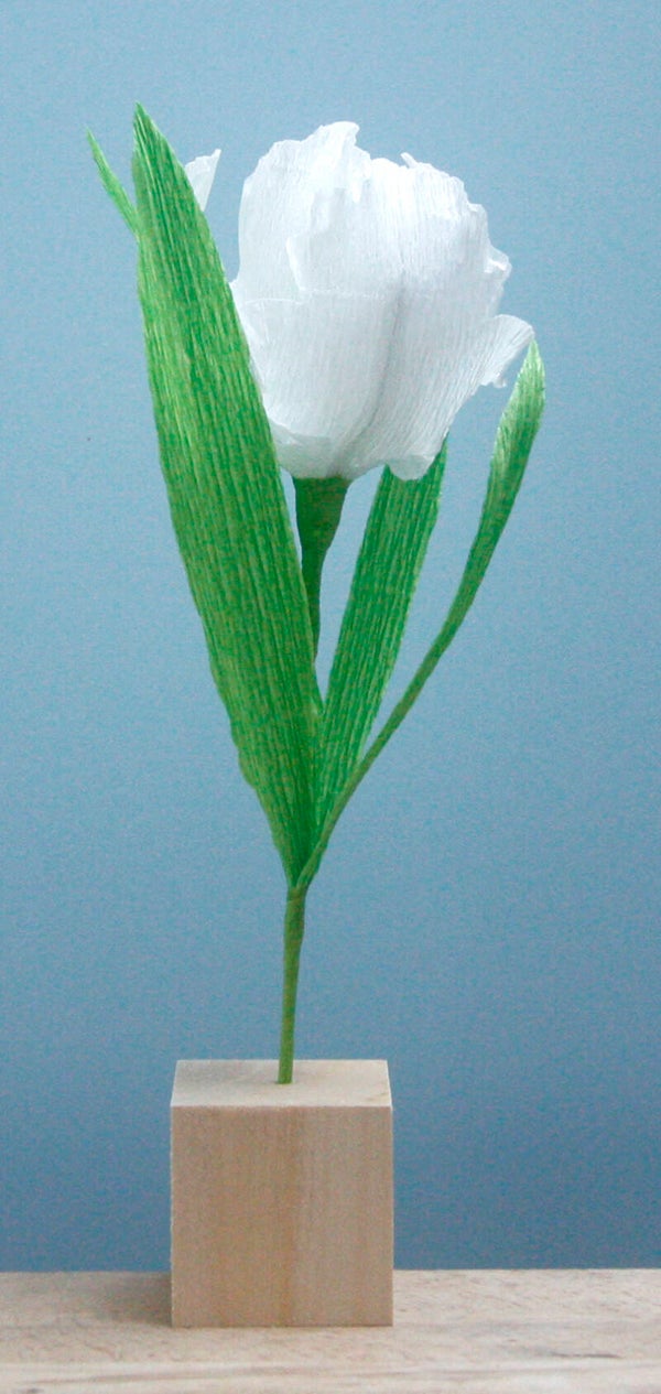 Tulp wit (klein)