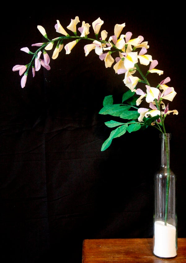 Wisteria