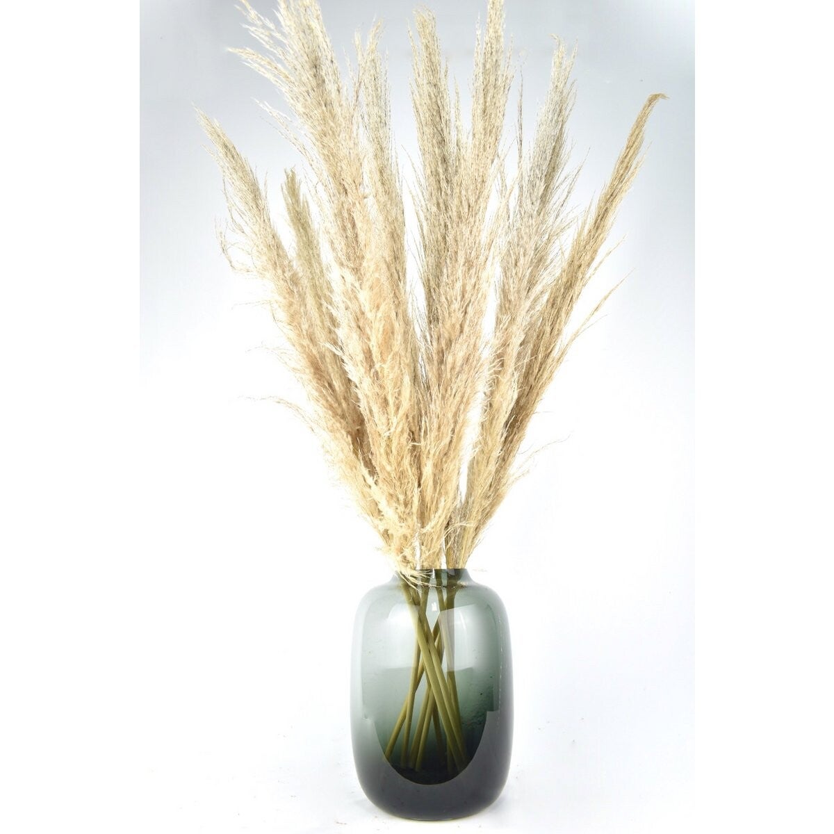 Pampas pluimen - Cortaderia - naturel 100 cm