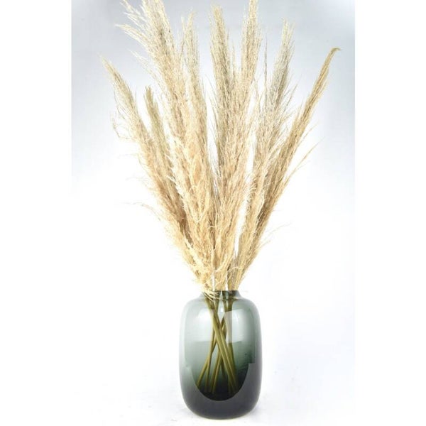 Pampas pluimen - Cortaderia - naturel 100 cm