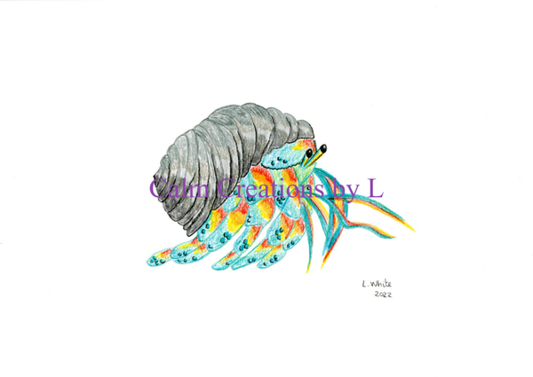 Rainbow Hermit Crab