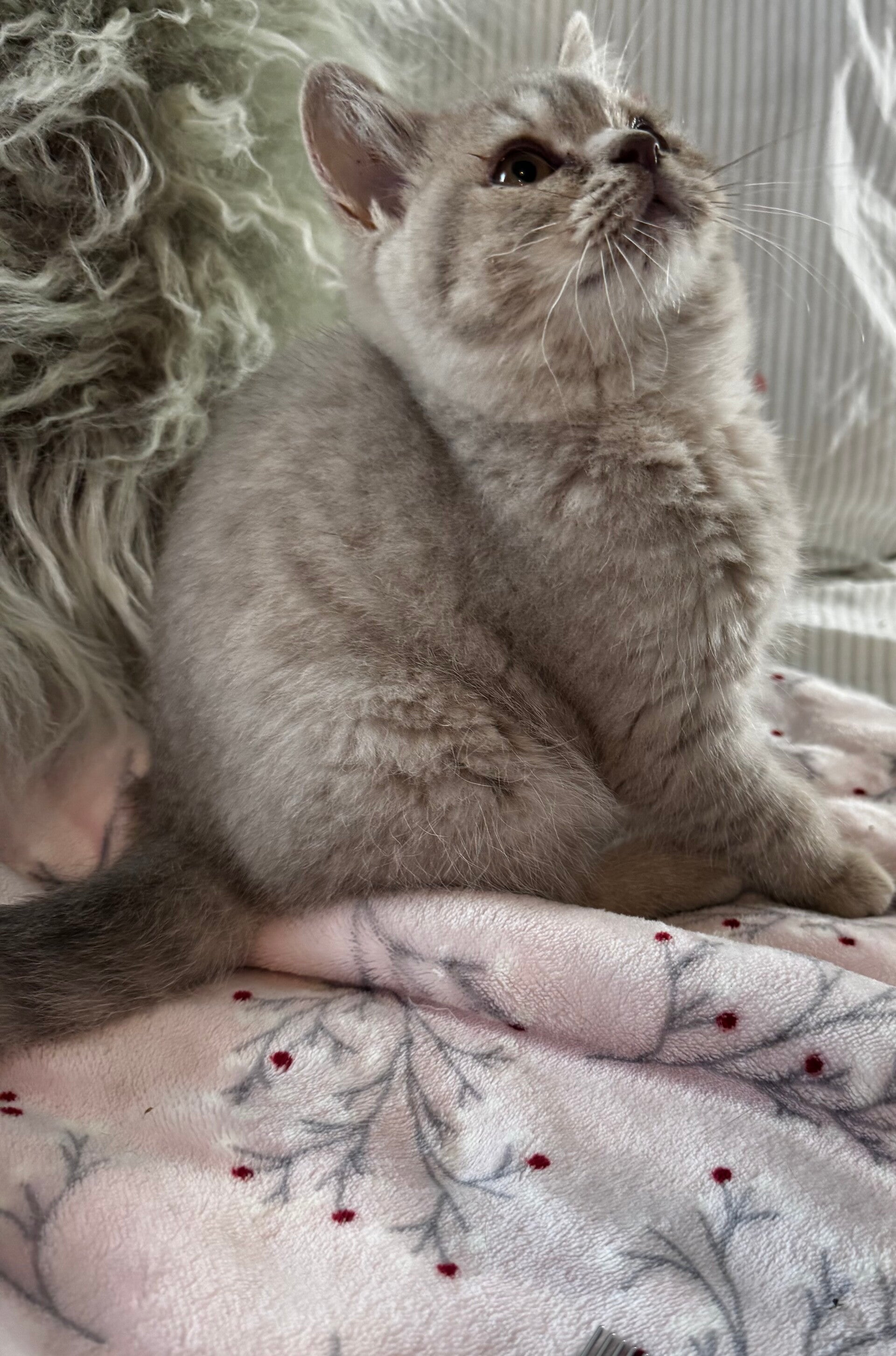 Bb Carla