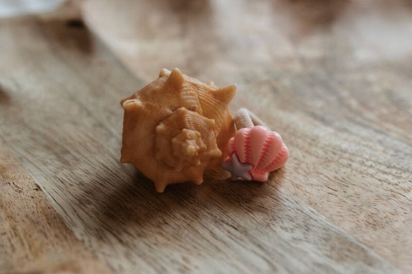 Coral Shell