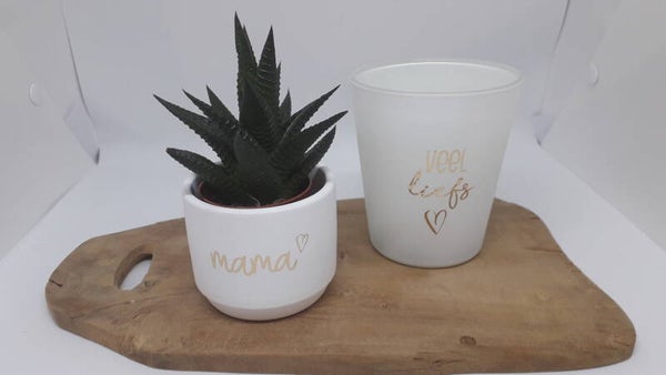 Set plantje & geurkaars - diverse kleuren