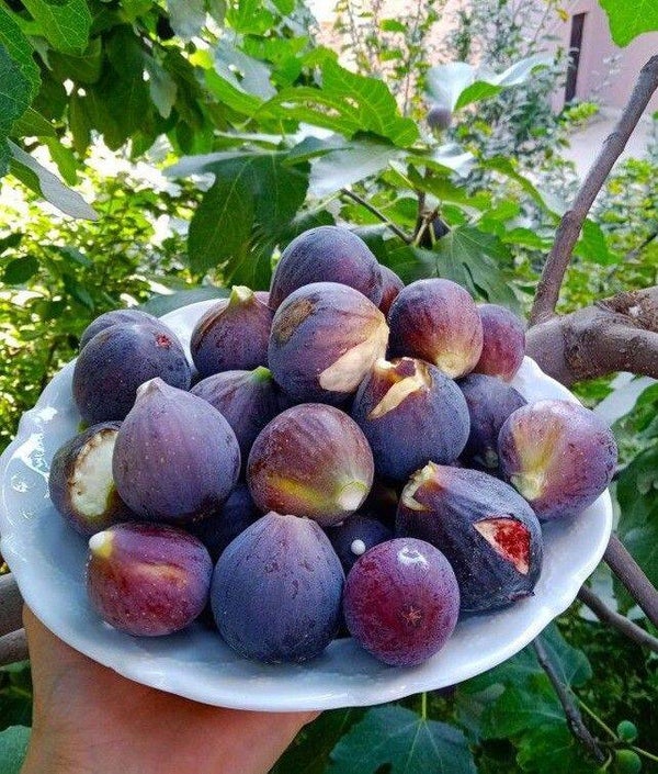 Fichi freschi bio