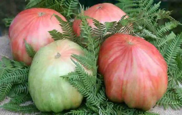 Pomodoro di Belmonte