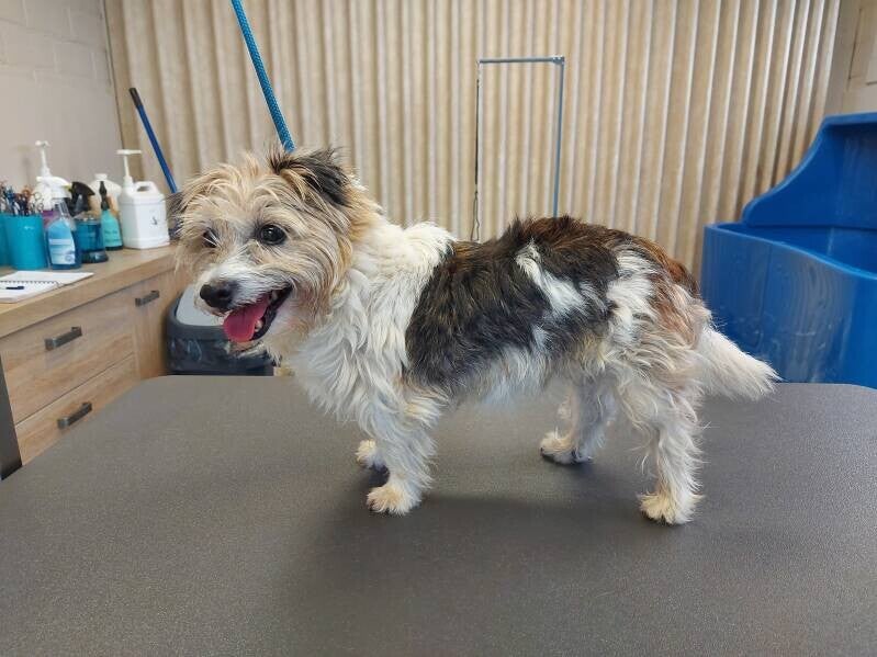ruwharige jack russel vol in vacht op trimtafel