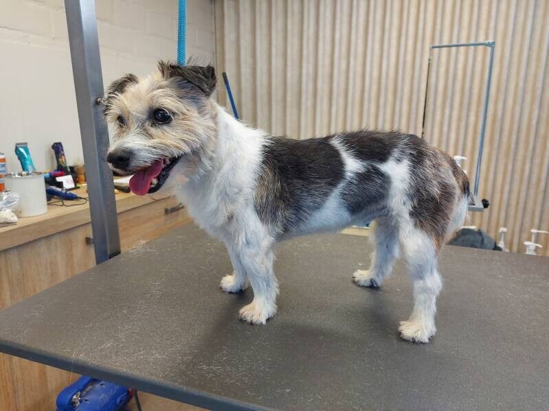 ruwharige jack russel geplukt/afgewerkt op trimtafel