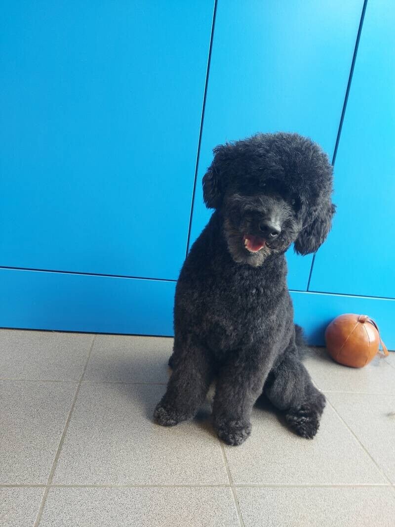 zwarte middenslagpoedel poserend na het knippen