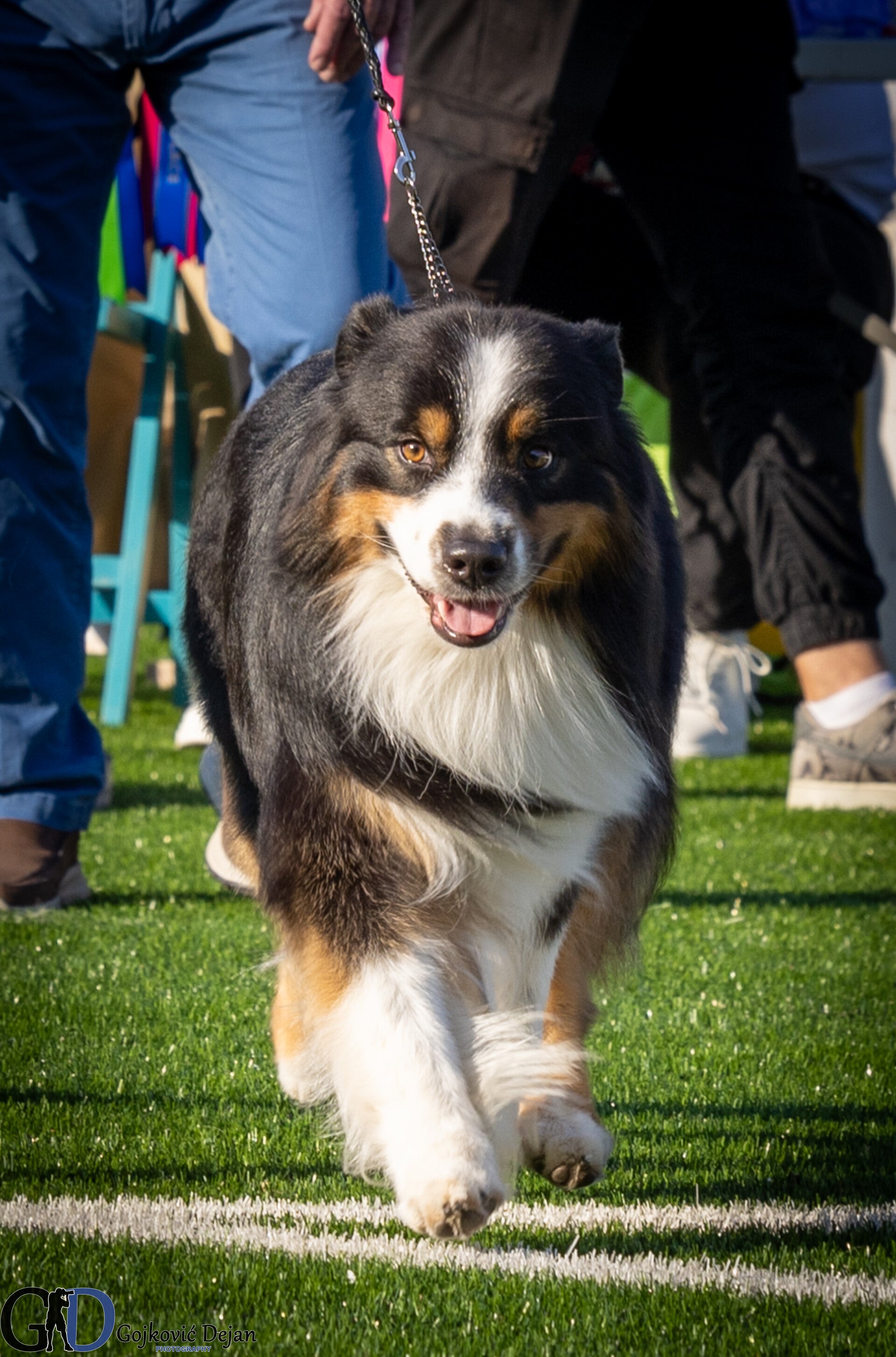australian shepherd black tri reu Sanders van of lilys littlecloud