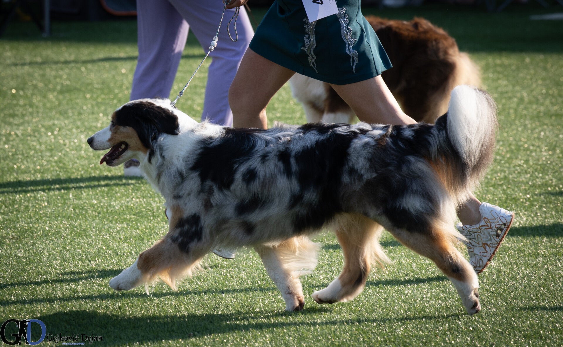 Australian Shepherd teefje Lucy van of Lily's LittleCloud