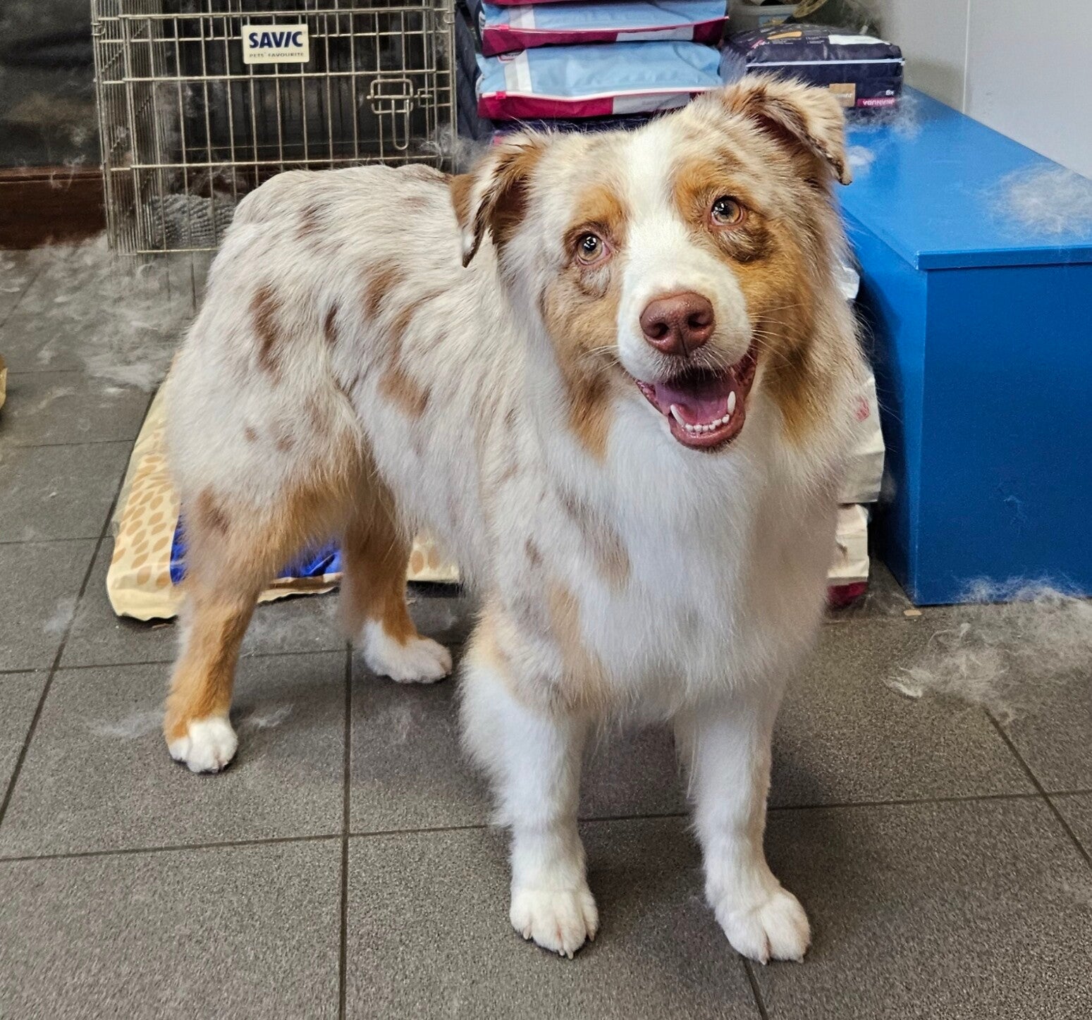 teefje australian shepherd Amandine van of lilys littlecloud