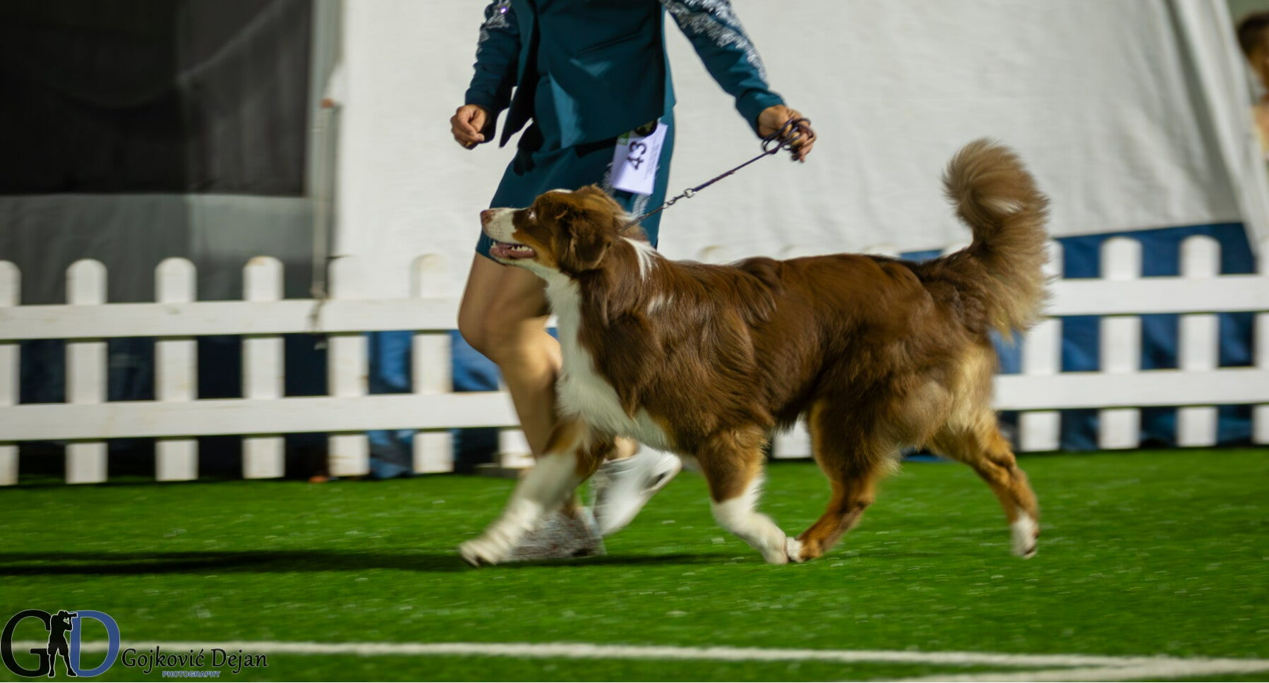 australian shepherd red tri reu Thor van of lilys littlecloud