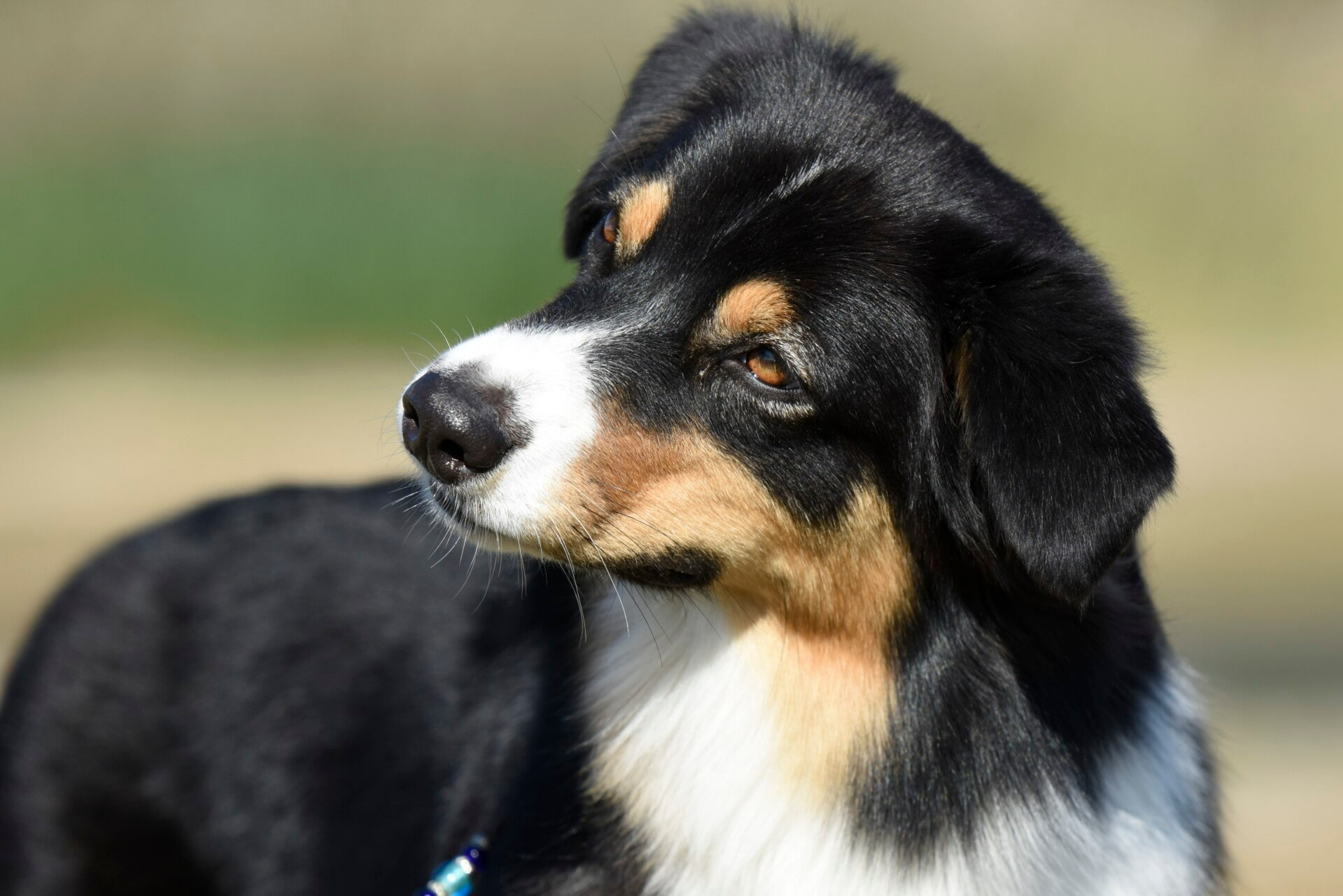 Australian Shepherd Havana