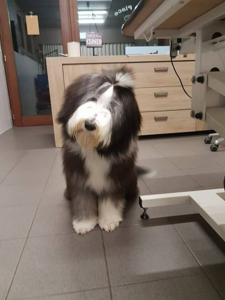 bearded collie met staartje op het hoofd zittend poserend na het rimmen